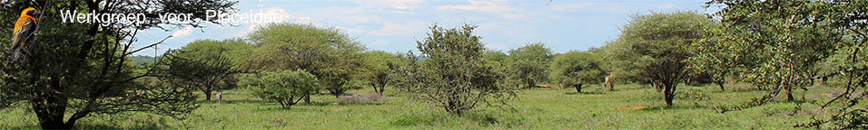 Banner Zwartbuikwever